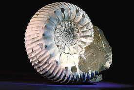 Calcit Ammonit (Kopffüsser) 
